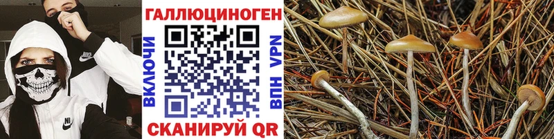 Псилоцибиновые грибы Magic Shrooms  купить   Магас 